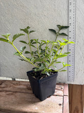 Load image into Gallery viewer, Lantana camera Silver Mound Pint Plant Southern Flower Garden  Southern Flower Garden

