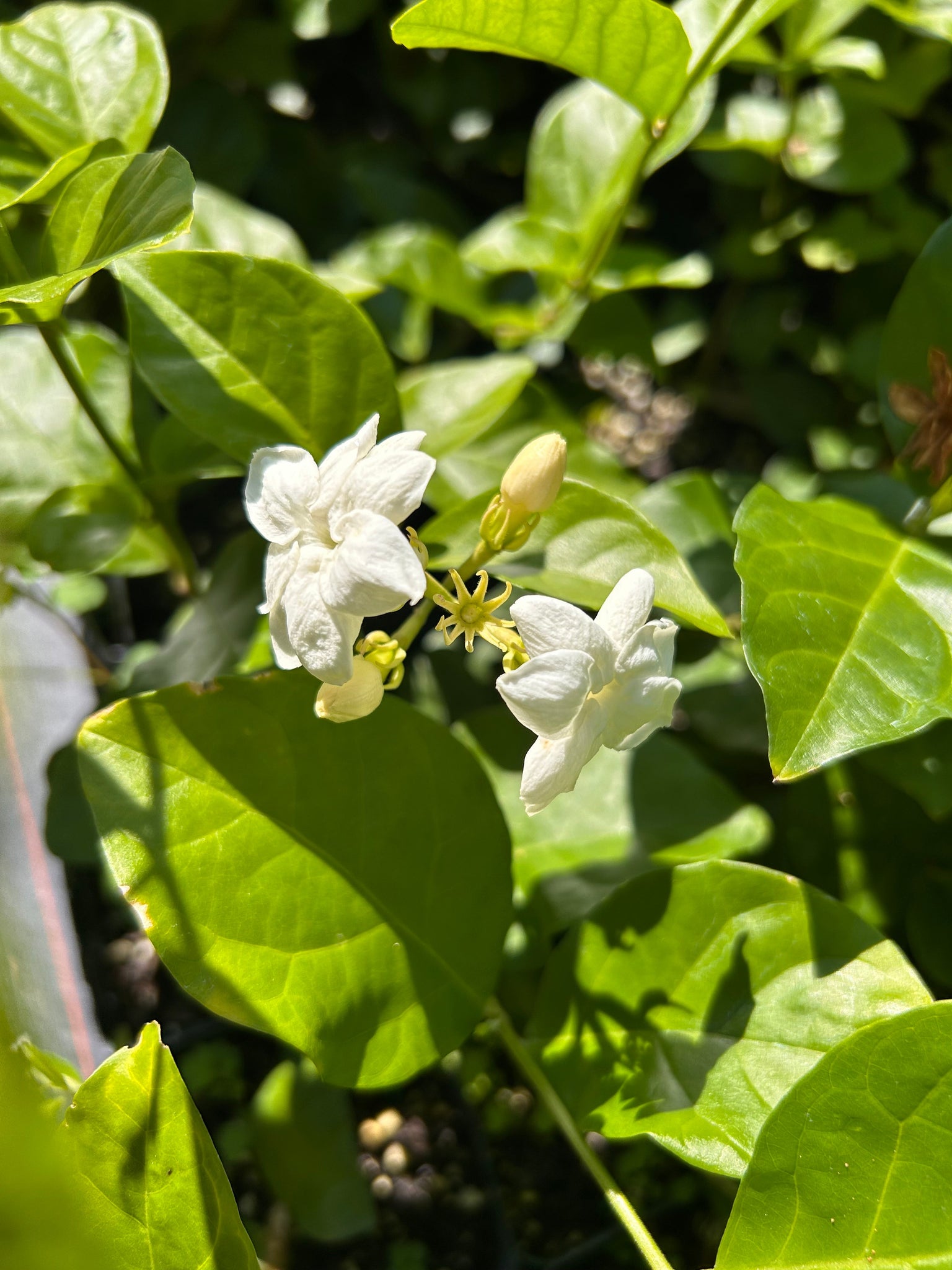 Jasmine Sambac Maid of Orleans Arabian Jasmine Pint Plant