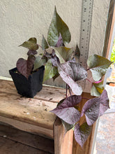 Load image into Gallery viewer, 'Black Heart' Sweet Potato Vine Ipomoea batatas Pint Plant Southern Flower Garden  Southern Flower Garden
