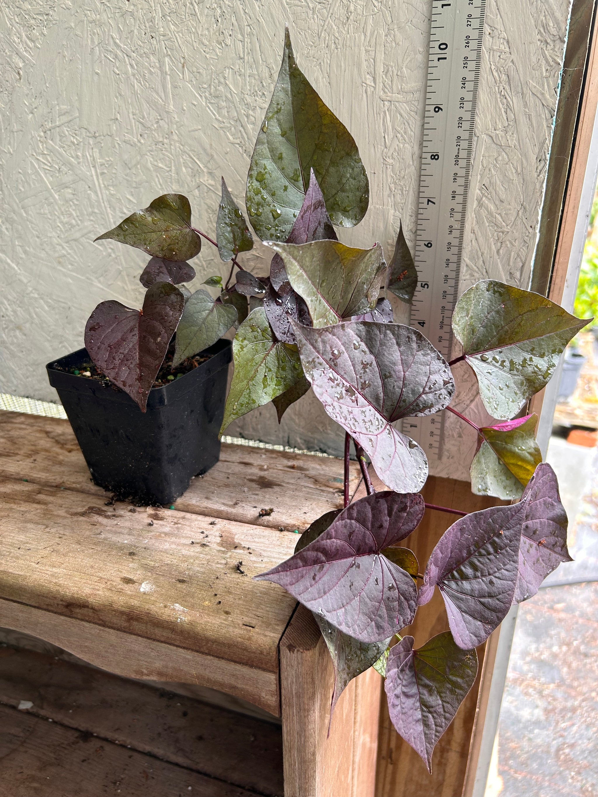 purple leaf pothos Black Heart' Sweet Potato Vine Ipomoea batatas Pint Plant – Southern Flower  Garden