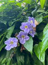 Load image into Gallery viewer, Blue Sky Vine Thunbergia grandiflora Plant Southern Flower Garden Southern Flower Garden

