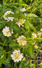Load image into Gallery viewer, Lantana camera Silver Mound Pint Plant Southern Flower Garden  Southern Flower Garden
