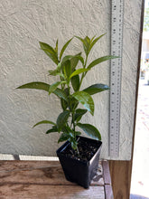 Load image into Gallery viewer, Cestrum nocturnum fragrant Night Blooming Jasmine Pint Plant Southern Flower Garden Southern Flower Garden
