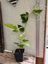 Load image into Gallery viewer, Passiflora Lady Margaret Fragrant Passion Flower Vine pint plant Southern Flower Garden Southern Flower Garden
