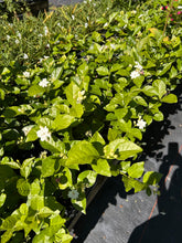 Load image into Gallery viewer, Jasmine Sambac Maid of Orleans Arabian Jasmine Pint Plant Southern Flower Garden Southern Flower Garden
