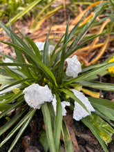 Load image into Gallery viewer, 'Katie's Dwarf White' Mexican Petunia pint plant Southern Flower Garden  Southern Flower Garden
