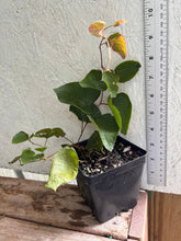 Load image into Gallery viewer, Antigonon leptopus Pink Chinese Love Vine Pint Plant Southern Flower Garden Southern Flower Garden
