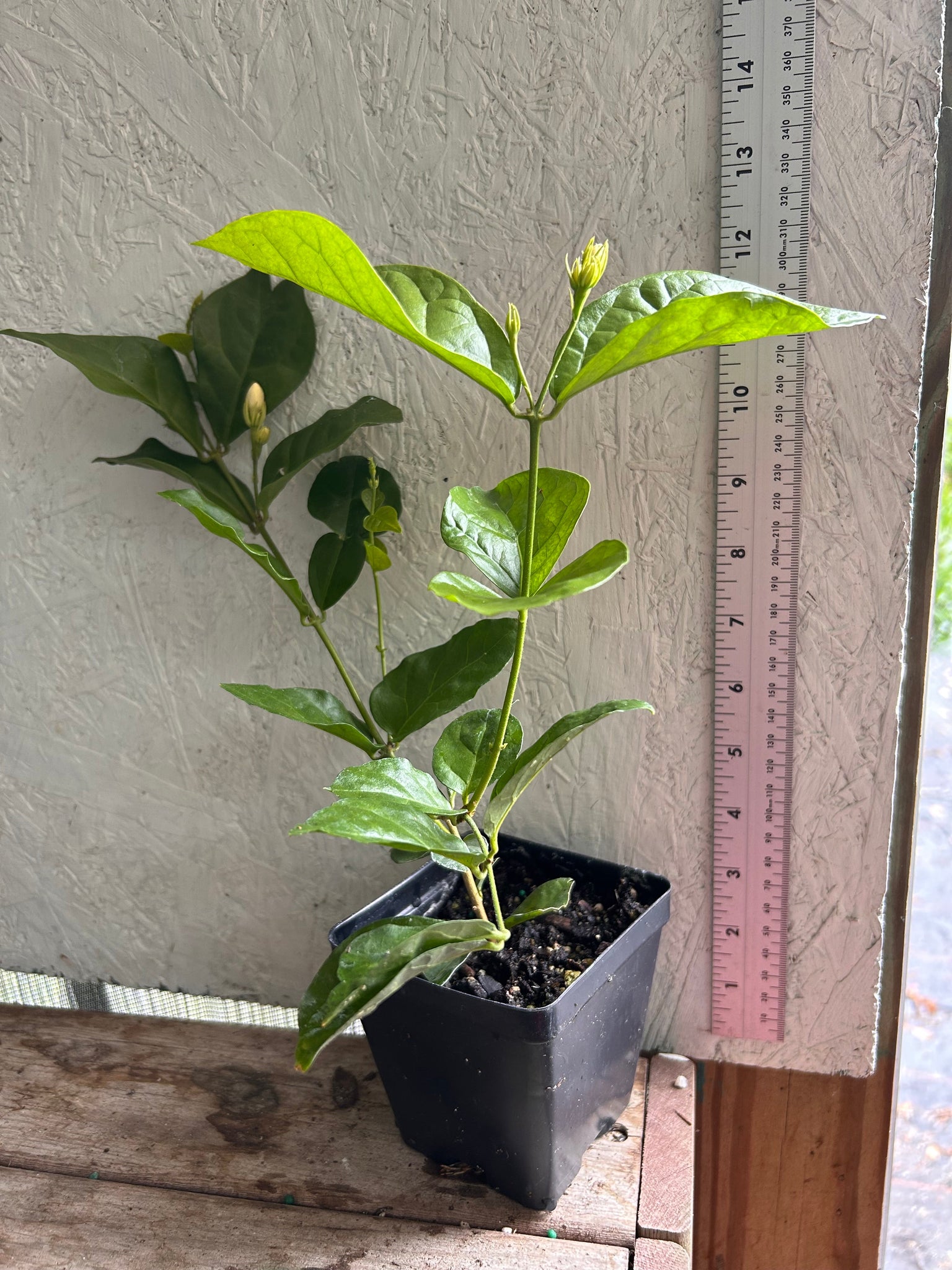 Jasmine Sambac Maid of Orleans Arabian Jasmine Pint Plant