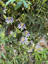 Load image into Gallery viewer, Home &amp; Garden Passiflora caerulea Blue Crown Pint Plant Does not apply Southern Flower Garden
