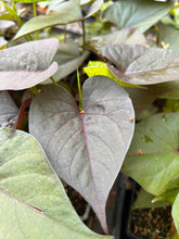 Load image into Gallery viewer, 'Black Heart' Sweet Potato Vine Ipomoea batatas Pint Plant Southern Flower Garden  Southern Flower Garden
