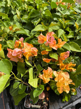 Load image into Gallery viewer, Plants Bougainvillea California Gold Pint Plant Southern Flower Garden Southern Flower Garden
