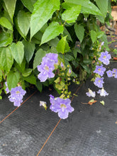 Load image into Gallery viewer, Blue Sky Vine Thunbergia grandiflora Plant Southern Flower Garden Southern Flower Garden
