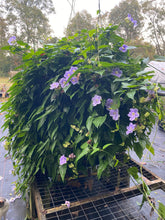 Load image into Gallery viewer, Blue Sky Vine Thunbergia grandiflora Plant Southern Flower Garden Southern Flower Garden
