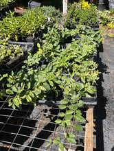 Load image into Gallery viewer, plants Mint Crisp variegated Honeysuckle or Lonicera japonica pint plant Southern Flower Garden Southern Flower Garden

