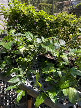 Load image into Gallery viewer, Passiflora edulis var flavicarpa Sweet Sunrise pint plant Southern Flower Garden  Southern Flower Garden
