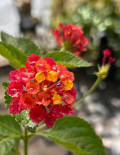 Load image into Gallery viewer, Lantana camera Dallas Red Pint Plant Southern Flower Garden  Southern Flower Garden
