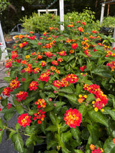 Load image into Gallery viewer, Lantana camera Dallas Red Pint Plant Southern Flower Garden  Southern Flower Garden
