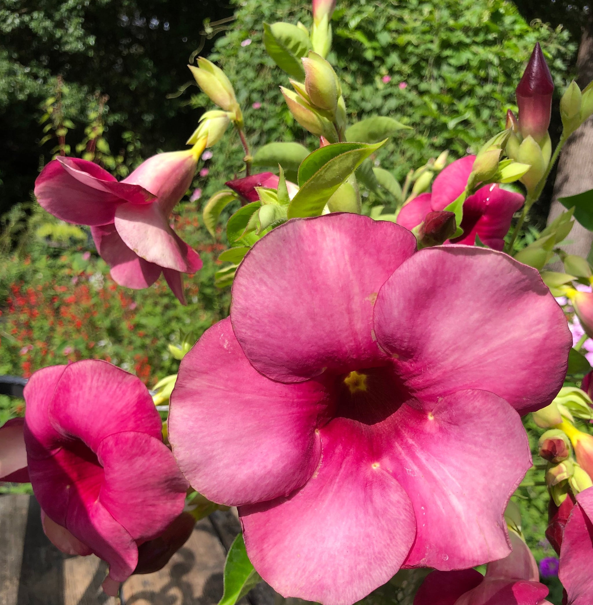 Allamanda cathartica Cherries Jubilee pint plant
