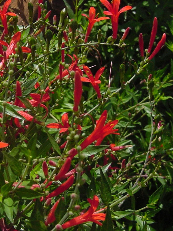 Hummingbird Strub Anisacanthus quadrifidus wrightii or Hummingbird shrub pint plant ...