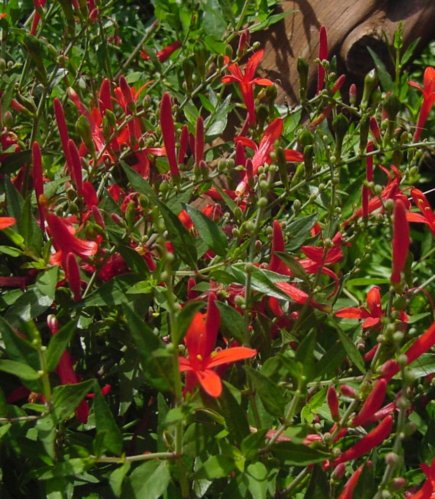 Hummingbird Strub Anisacanthus quadrifidus wrightii or Hummingbird shrub pint plant ...