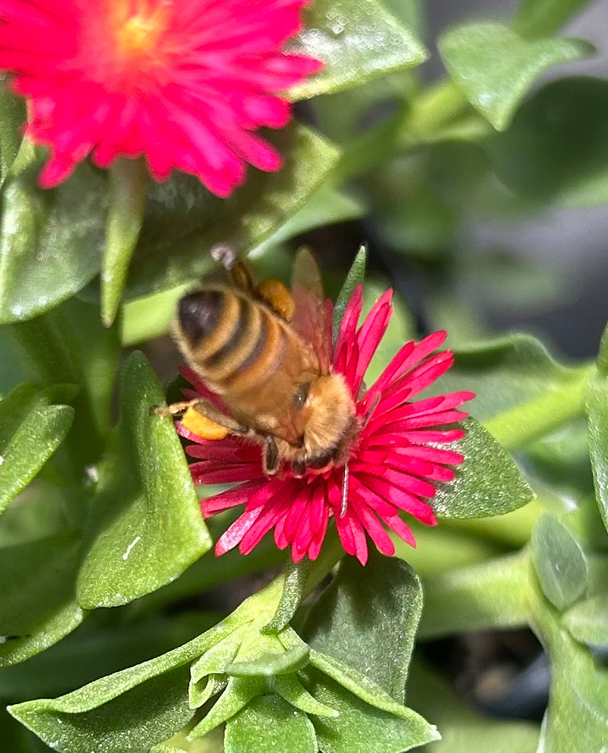 Baby Sun Rose 'Red Apple' Aptenia cordifolia succulent ground cover pi –  Southern Flower Garden