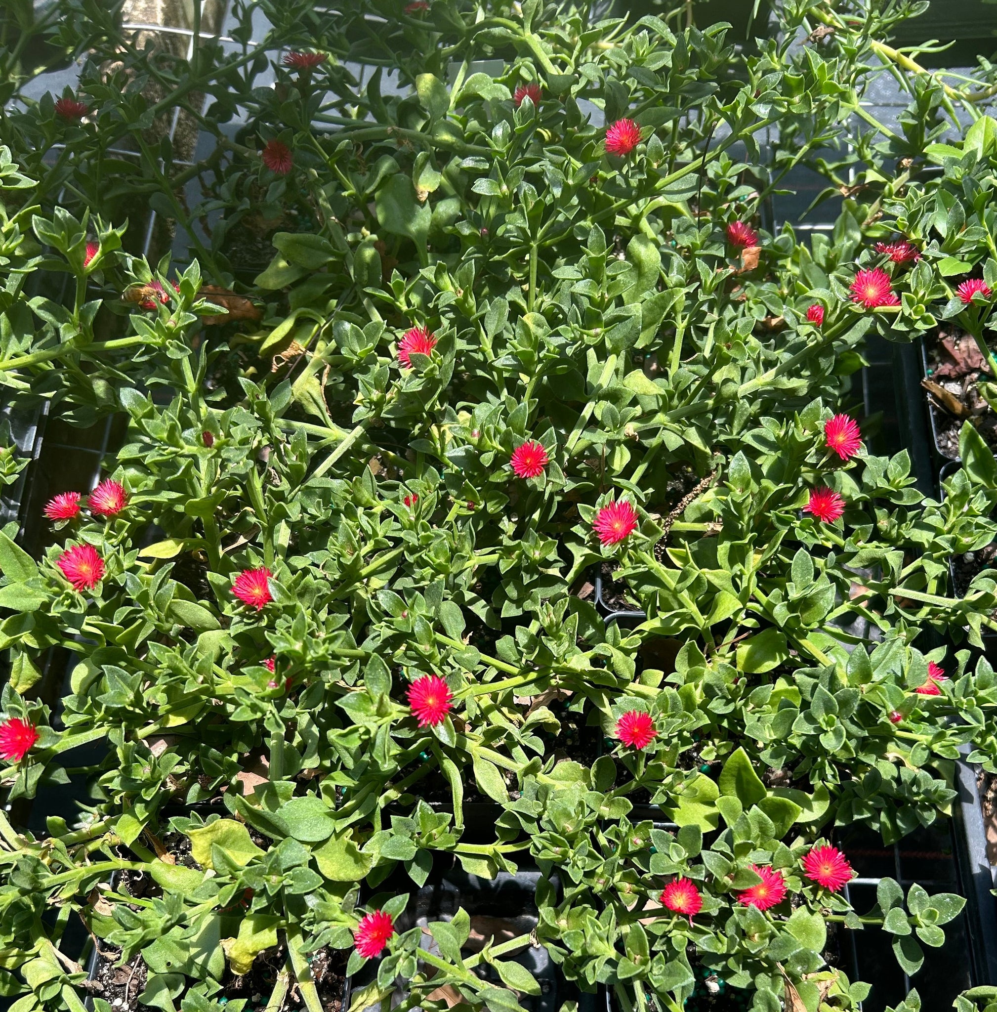 red flower succulent ground cover Baby Sun Rose 'Red Apple' Aptenia cordifolia succulent ground cover pi – Southern Flower Garden