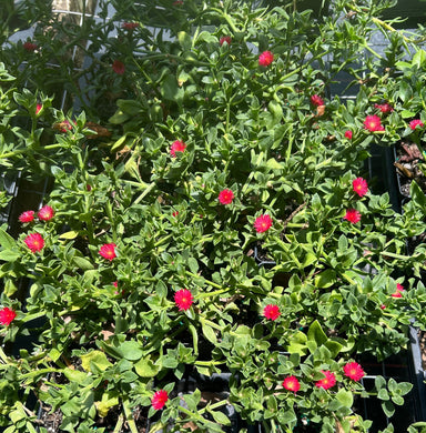 Aptenia Red Apple Baby Sun Rose succulent ground cover pint plant Southern Flower Garden  Southern Flower Garden