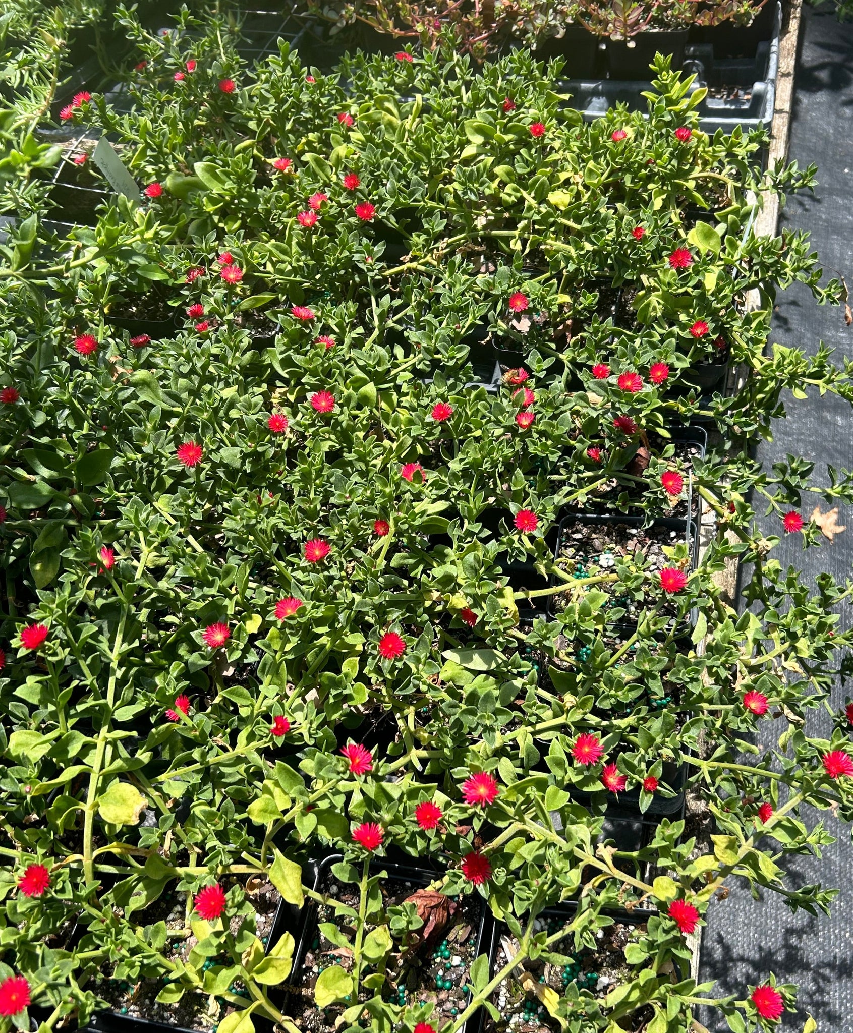 red rose succulent Baby Sun Rose 'Red Apple' Aptenia cordifolia succulent ground cover pi – Southern Flower Garden