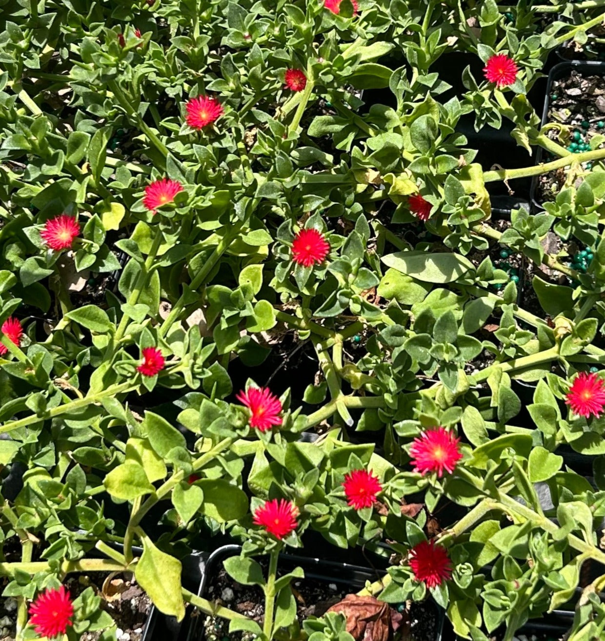 red succulent ground cover Baby Sun Rose 'Red Apple' Aptenia cordifolia succulent ground cover pint plant