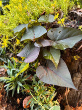 Load image into Gallery viewer, 'Black Heart' Sweet Potato Vine Ipomoea batatas Pint Plant Southern Flower Garden  Southern Flower Garden
