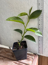Load image into Gallery viewer, Passiflora quadrangularis Giant Granadilla Pint Plant Southern Flower Garden Southern Flower Garden
