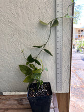 Load image into Gallery viewer, Blue Sky Vine Thunbergia grandiflora Plant Southern Flower Garden Southern Flower Garden
