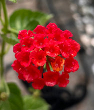 Load image into Gallery viewer, Lantana camera Dallas Red Pint Plant Southern Flower Garden  Southern Flower Garden
