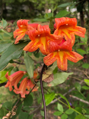 Jekyll Crossvine or Bignonia capreolata Pint Plant Southern Flower Garden  Southern Flower Garden