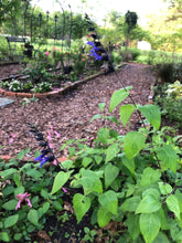 Load image into Gallery viewer, Salvia guaranitica Black and Blue Salvia Pint Plant Southern Flower Garden  Southern Flower Garden
