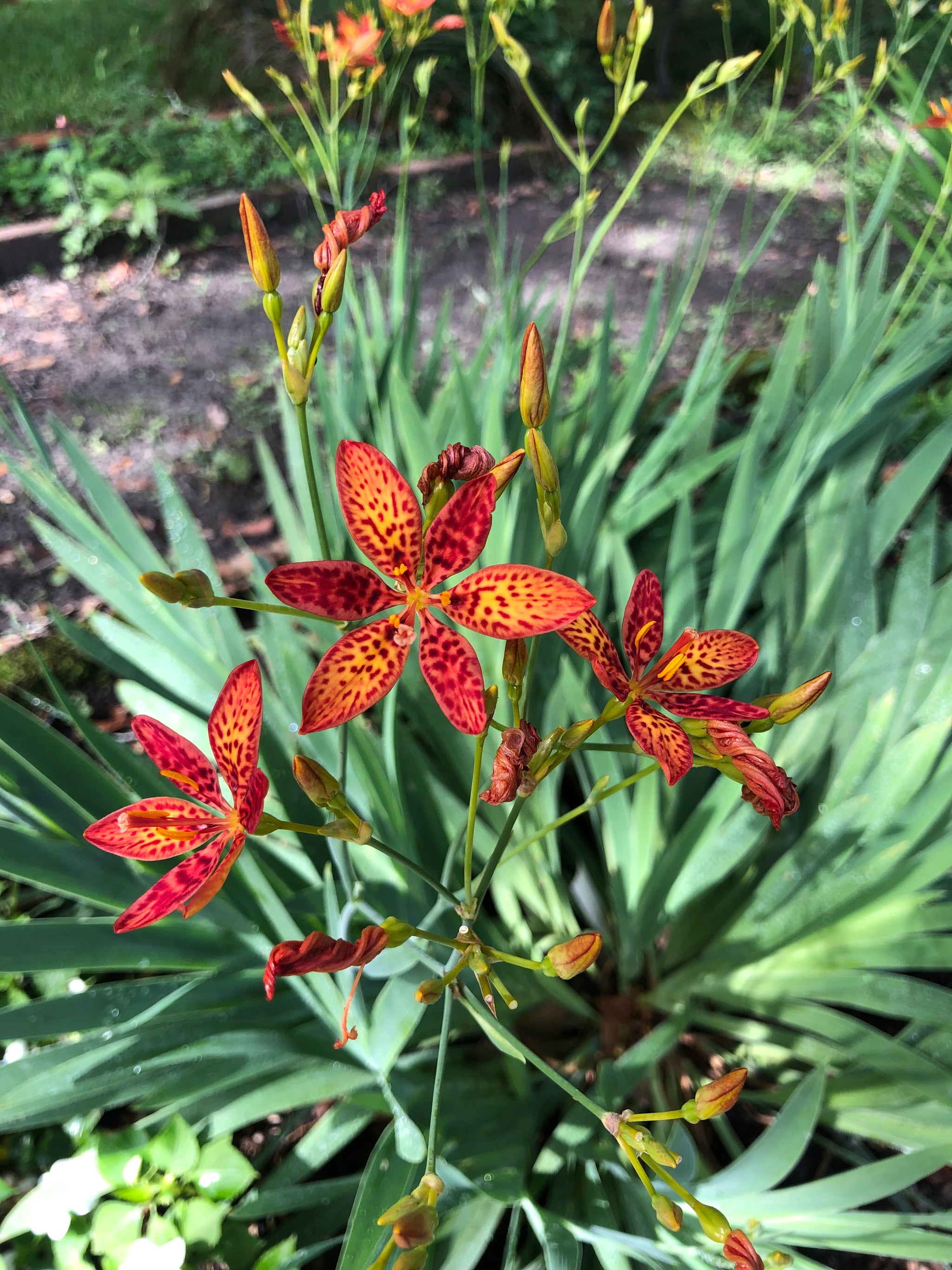 blackberry lily flower Belamcanda chinensis Blackberry Lily Quart Plant – Southern Flower Garden