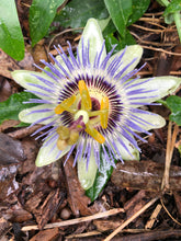 Load image into Gallery viewer, Home &amp; Garden Passiflora caerulea Blue Crown Pint Plant Does not apply Southern Flower Garden
