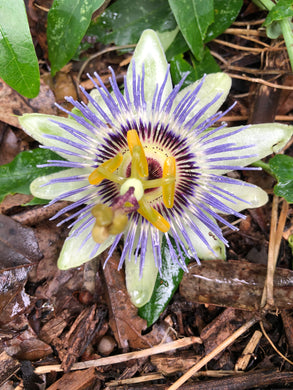 Home & Garden Passiflora caerulea Blue Crown Pint Plant Does not apply Southern Flower Garden