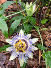 Load image into Gallery viewer, Home &amp; Garden Passiflora caerulea Blue Crown Pint Plant Does not apply Southern Flower Garden

