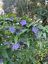 Load image into Gallery viewer, Blue Sky Vine Thunbergia grandiflora Plant Southern Flower Garden Southern Flower Garden
