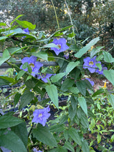 Load image into Gallery viewer, Blue Sky Vine Thunbergia grandiflora Plant Southern Flower Garden Southern Flower Garden
