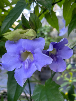 Blue Sky Vine Thunbergia grandiflora Plant Southern Flower Garden Southern Flower Garden