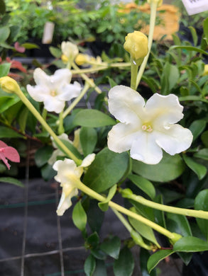 Plants Lady of the Night Brunfelsia americana Pint Plant Southern Flower Garden  Southern Flower Garden