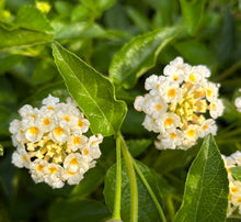 Load image into Gallery viewer, Lantana camera Silver Mound Pint Plant Southern Flower Garden  Southern Flower Garden
