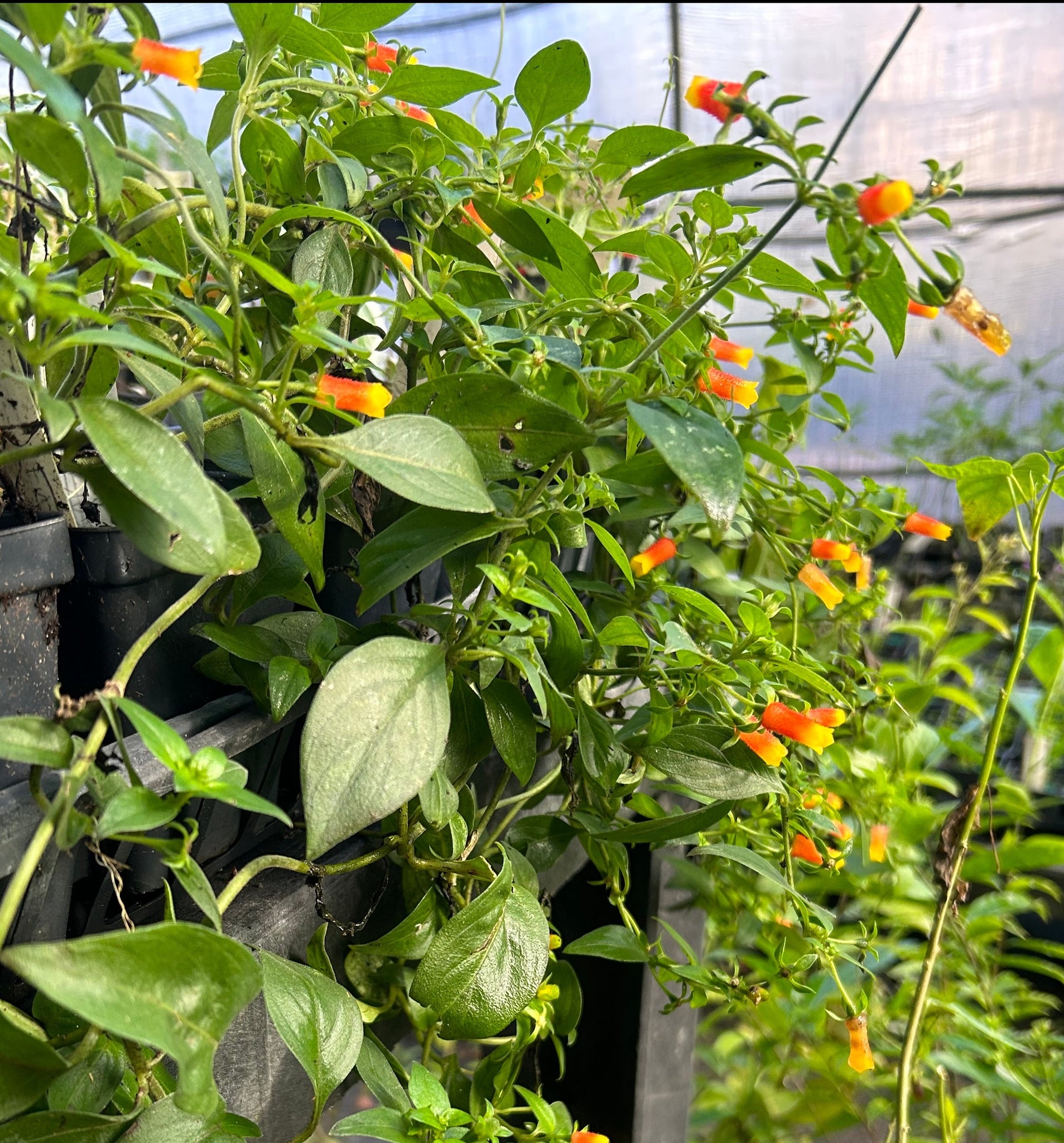 hanging candy corn plant Candy Corn Vine or Manettia lutearubra Pint Plant – Southern Flower Garden