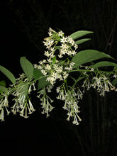 Load image into Gallery viewer,  Cestrum nocturnum fragrant Night Blooming Jasmine Pint Plant Southern Flower Garden  Southern Flower Garden
