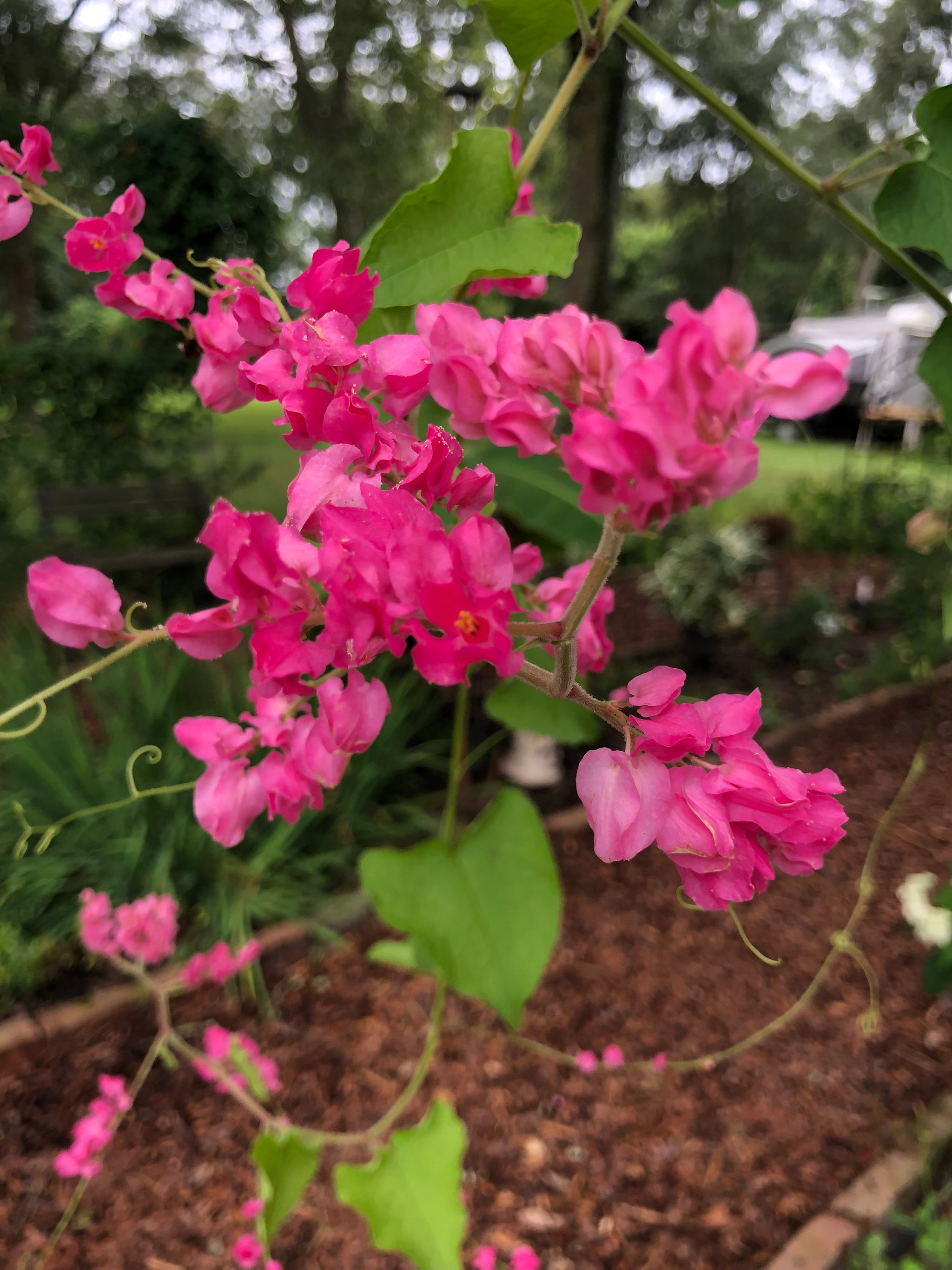 Antigonon leptopus Pink Chinese Love Vine Pint Plant – Southern