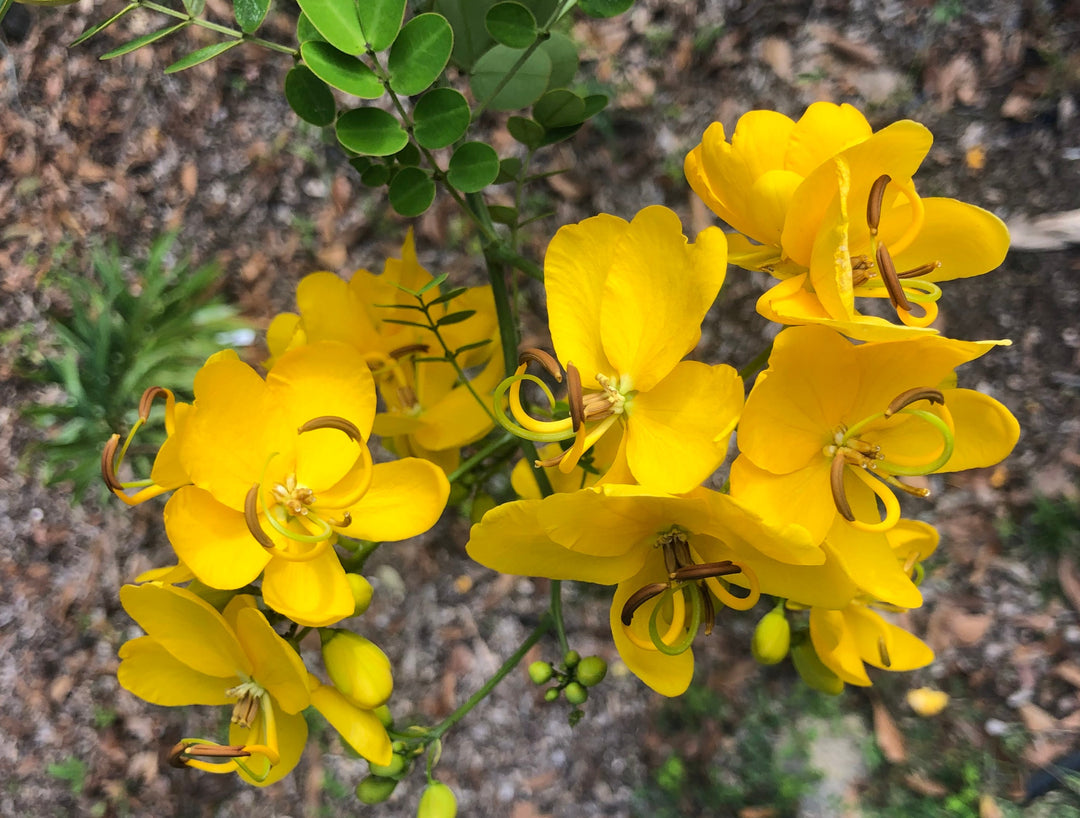 Butterfly Bush - Cassia bicapsularis - Christmas Senna Plant – Southern ...