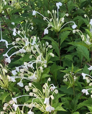 Plants Musical Notes Clerodendrum incisum Quart Plant Southern Flower Garden  Southern Flower Garden