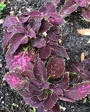  Coleus Merlot or Solenostemon scutellarioides Pint Plant Southern Flower Garden  Southern Flower Garden